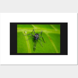 Unique and organic photo of an ant mimic spider looking at you Posters and Art